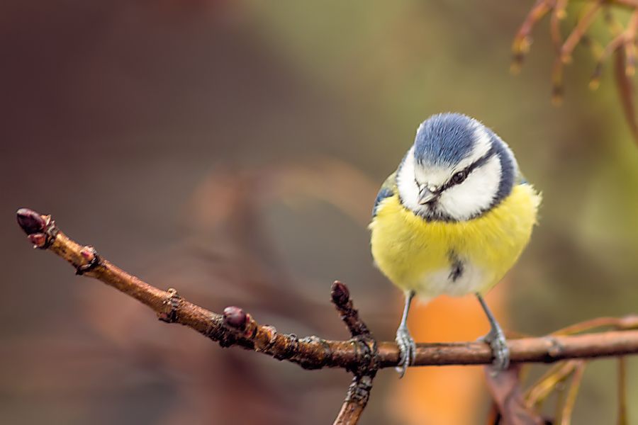Blaumeise