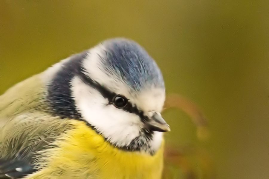 Blaumeise