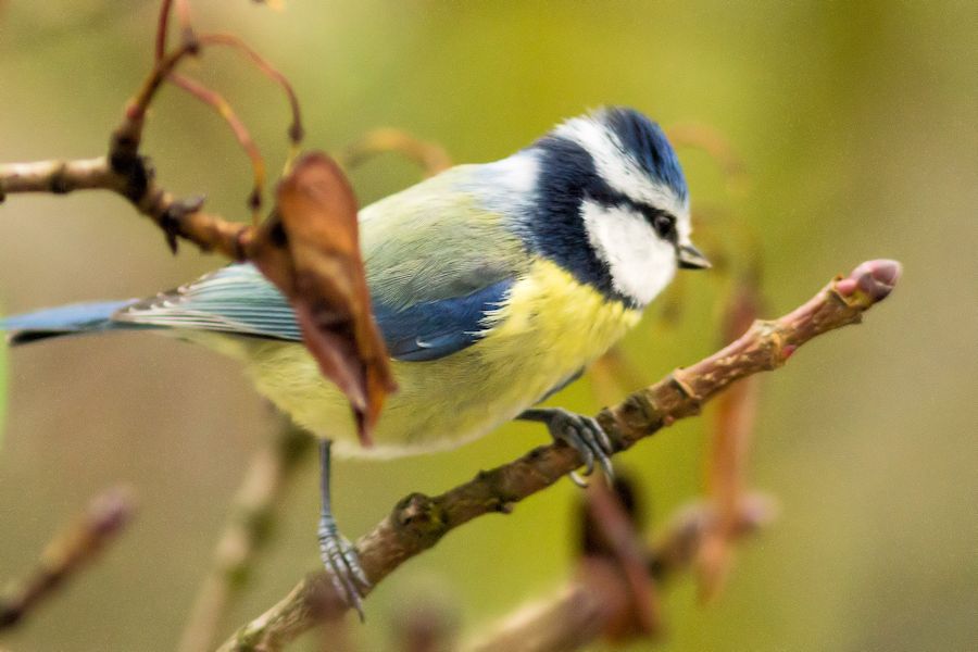 Blaumeise