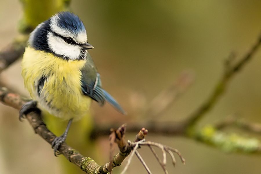 Blaumeise