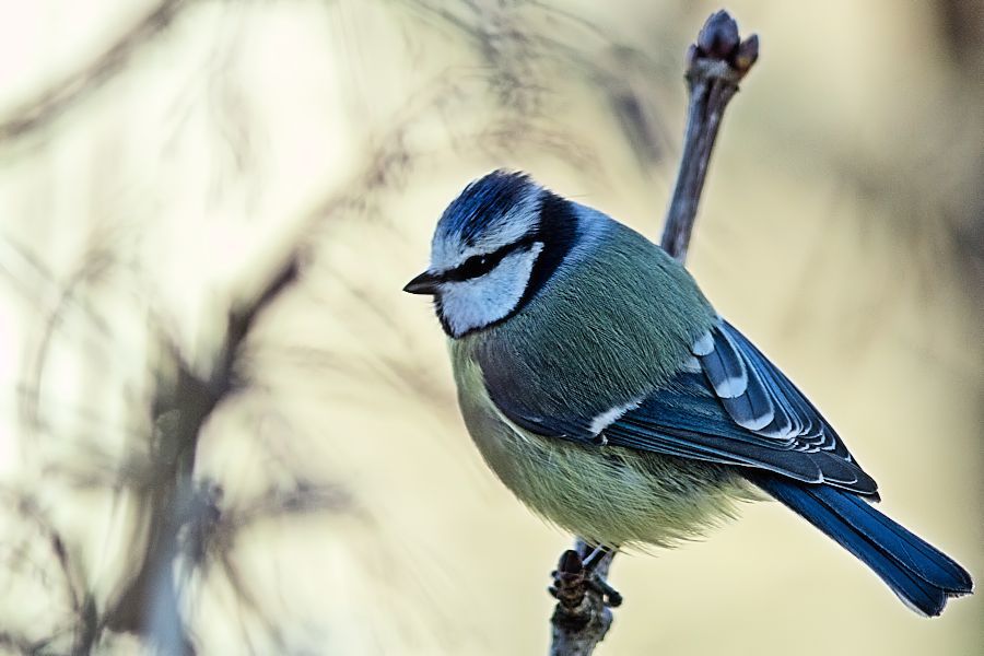 Blaumeise