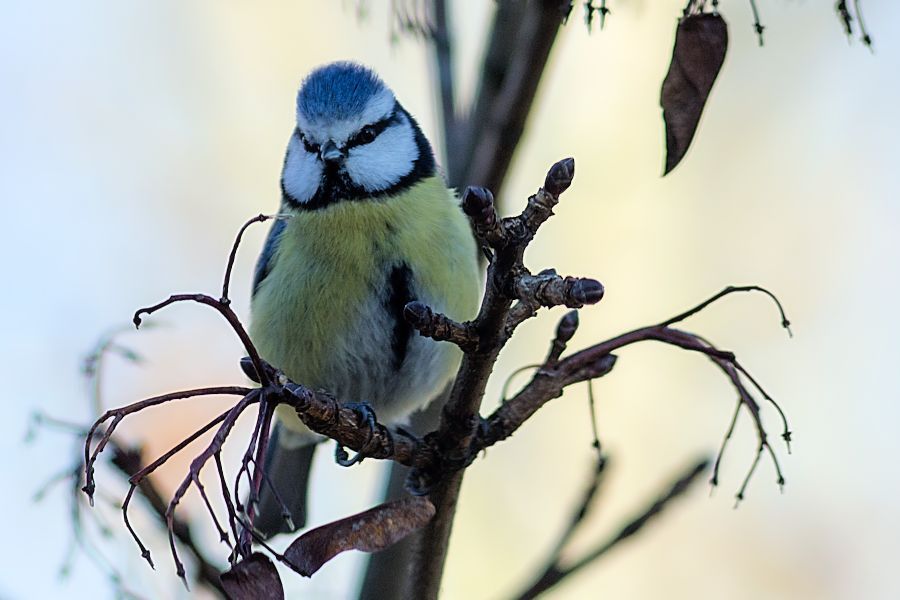 Blaumeise
