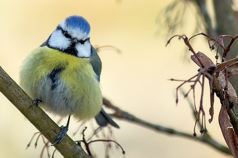Blaumeise