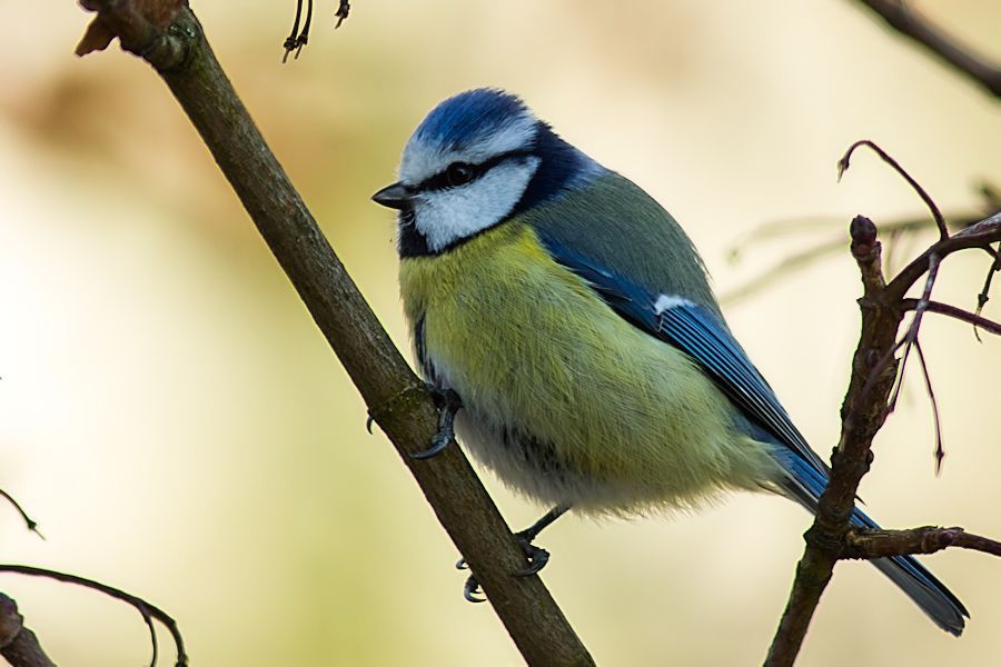 Blaumeise