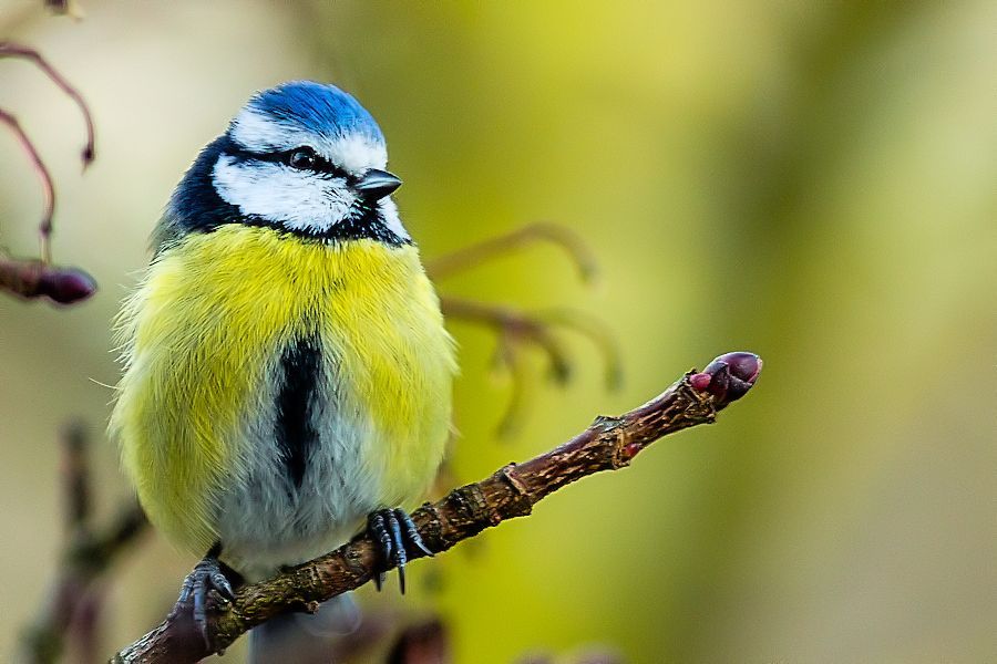 Blaumeise