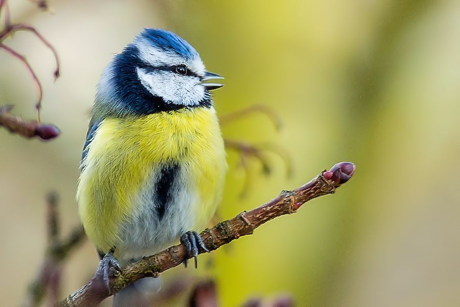Blaumeise