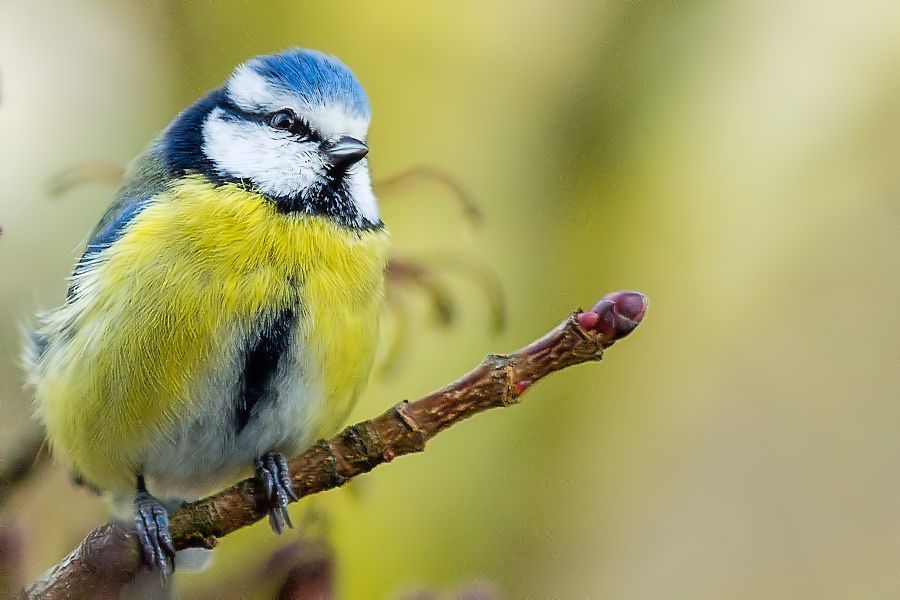 Blaumeise