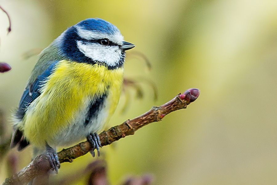 Blaumeise