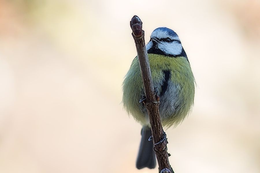 Blaumeise