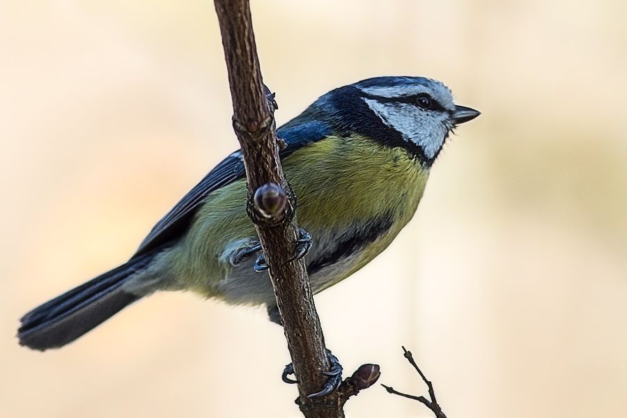 Blaumeise