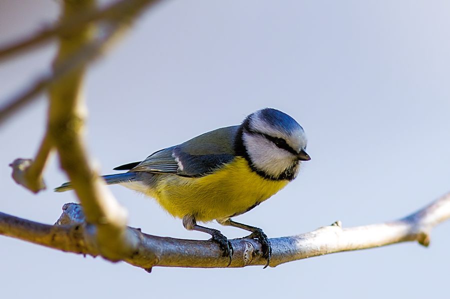 Blaumeise