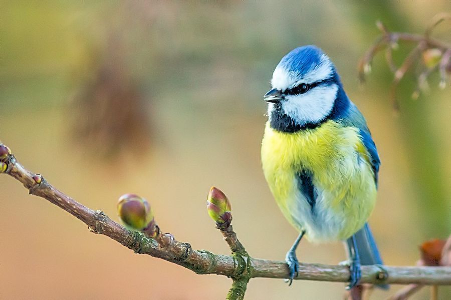 Blaumeise