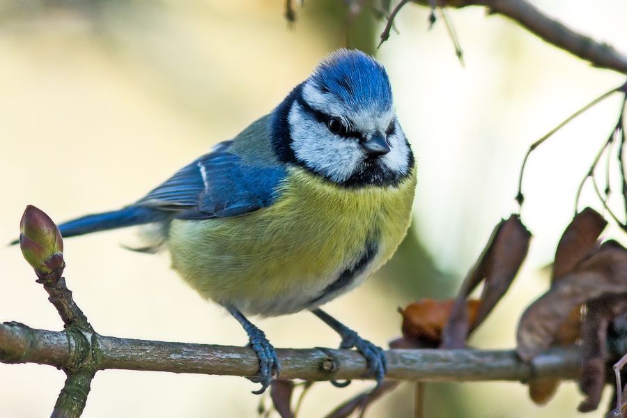 Blaumeise