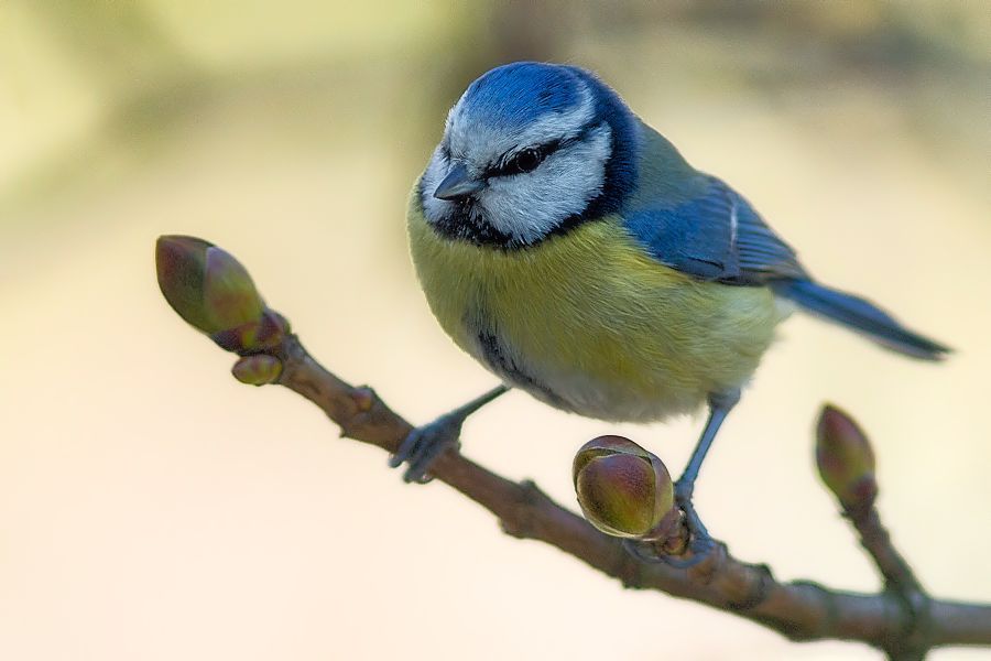 Blaumeise