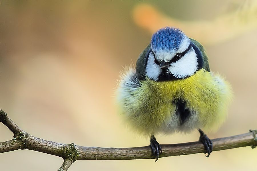 Blaumeise