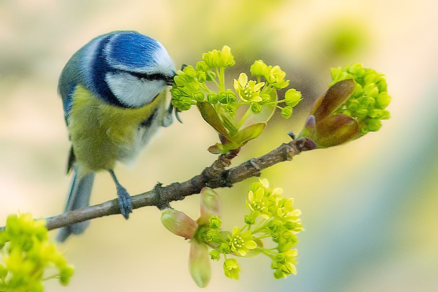 Blaumeise