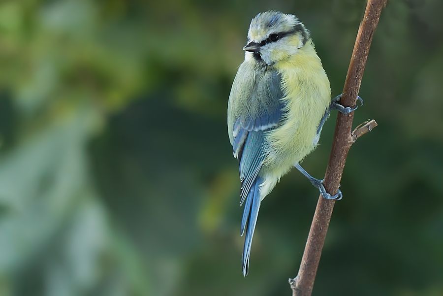Blaumeise