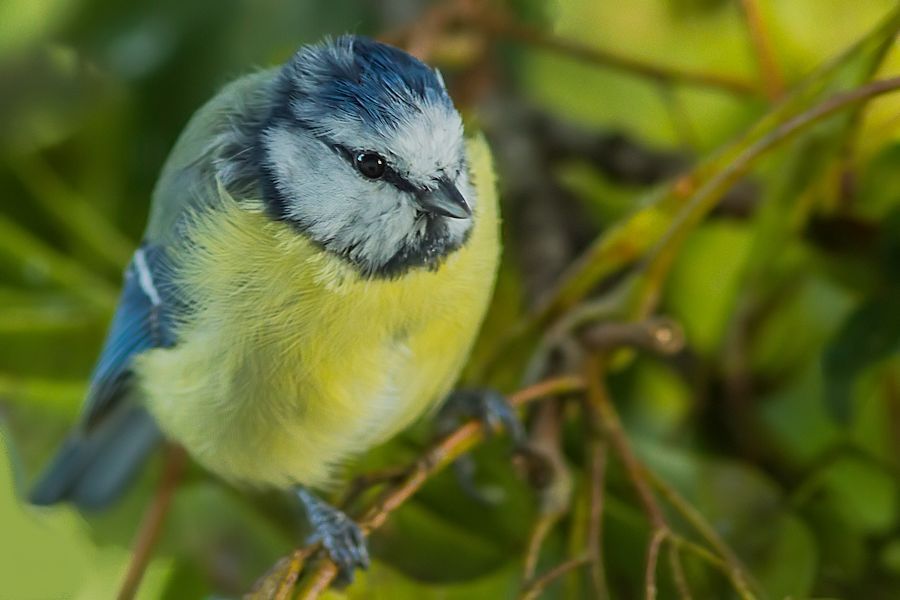 Blaumeise
