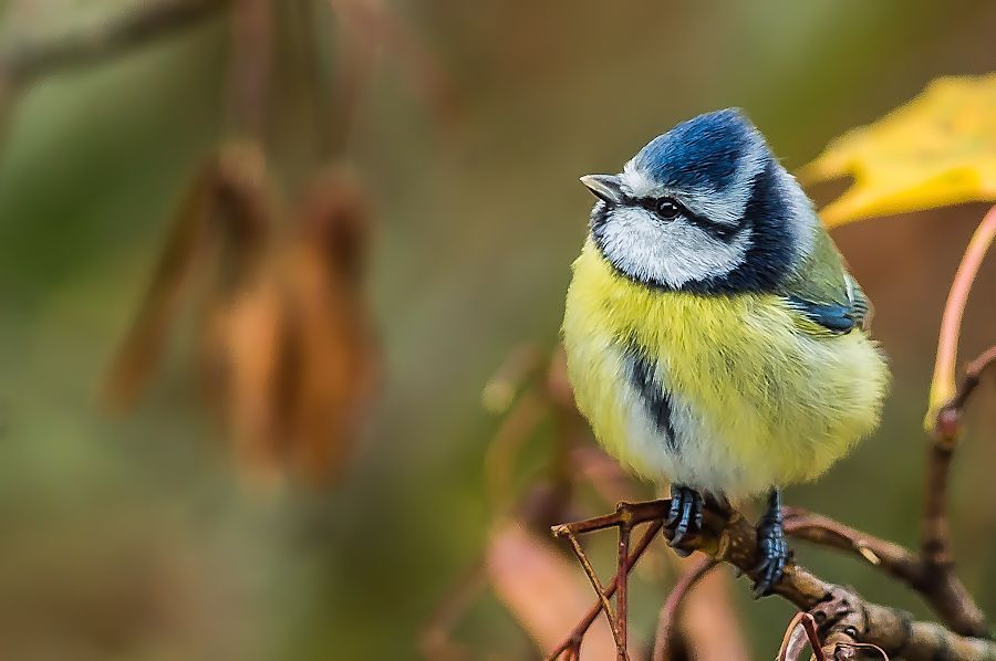 Blaumeise