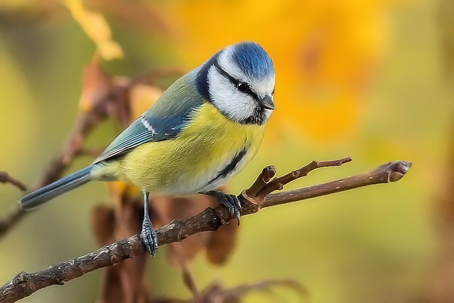 Blaumeise