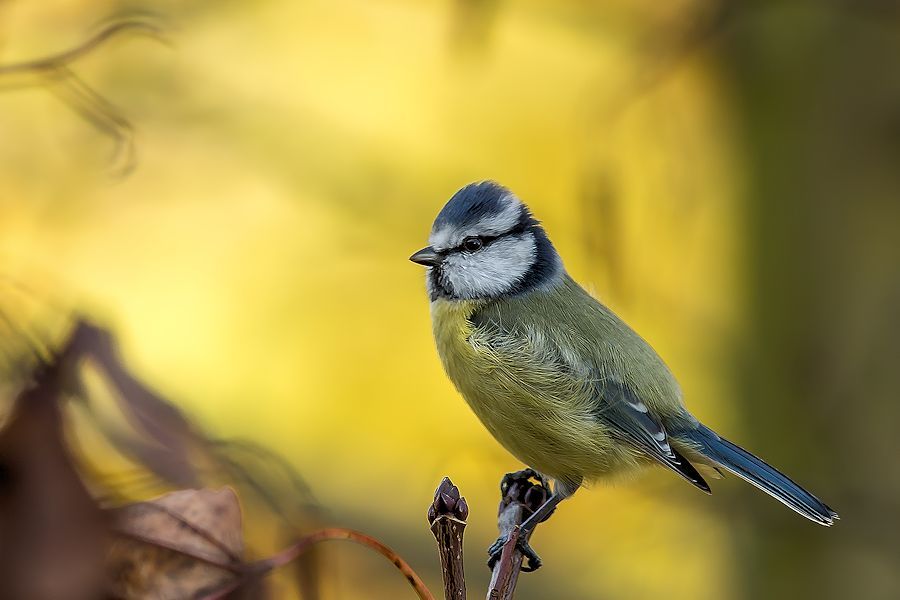 Blaumeise