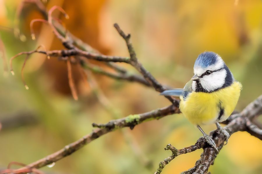 Blaumeise