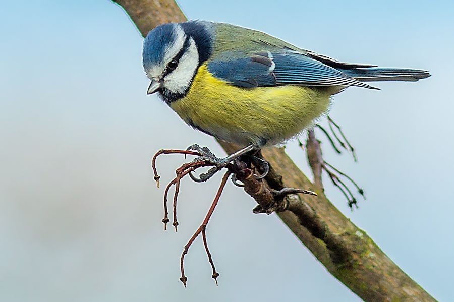 Blaumeise