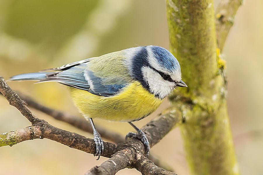 Blaumeise