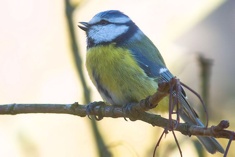 Blaumeise
