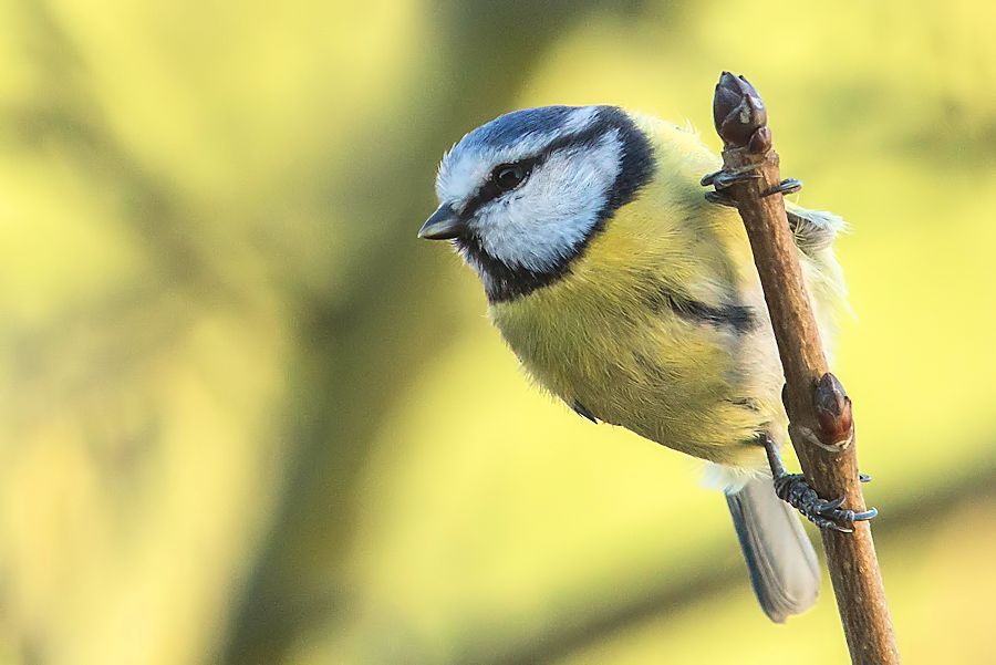 Blaumeise