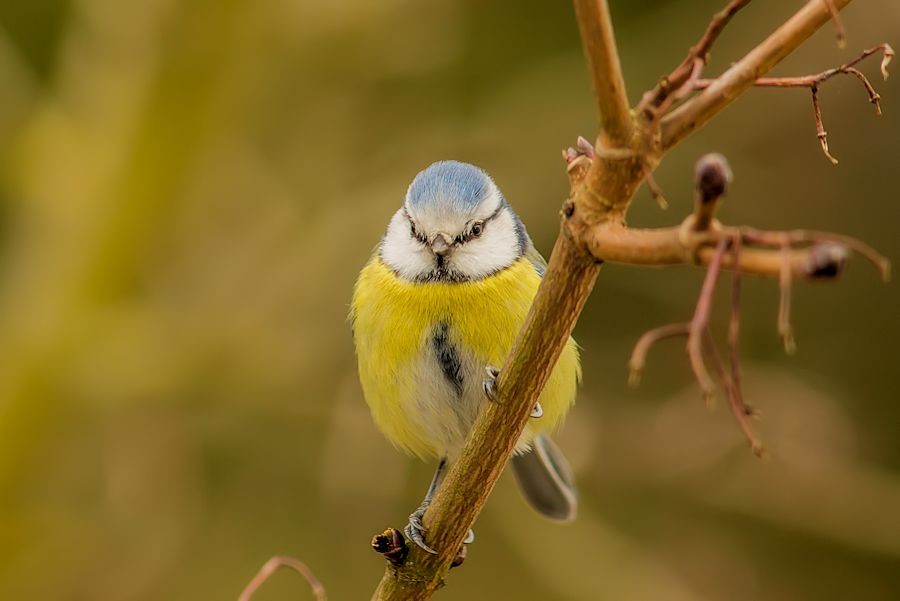Blaumeise