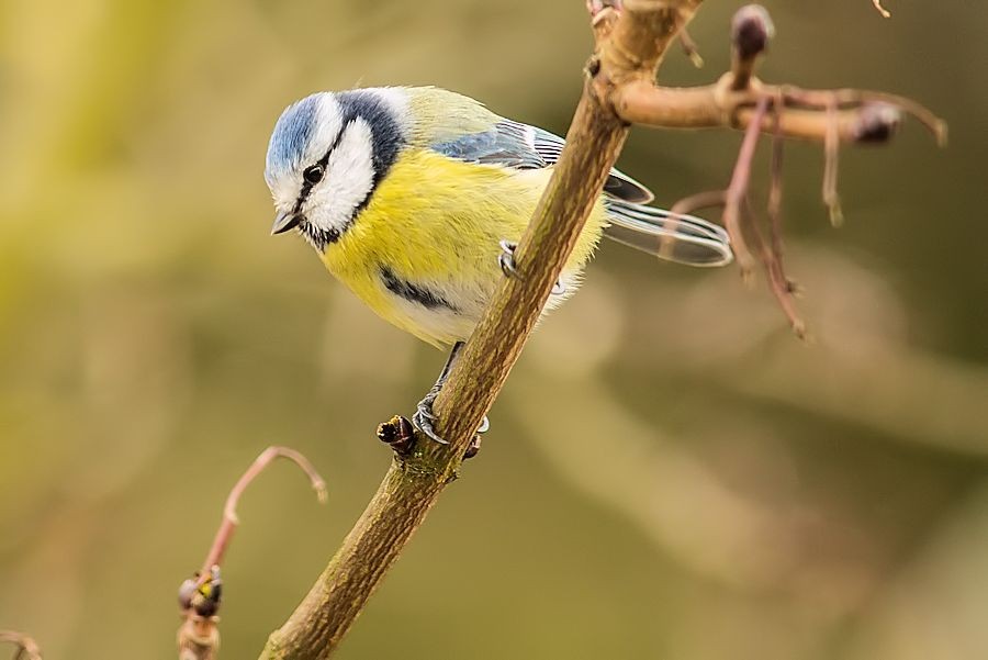 Blaumeise