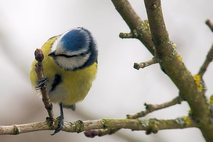 Blaumeise
