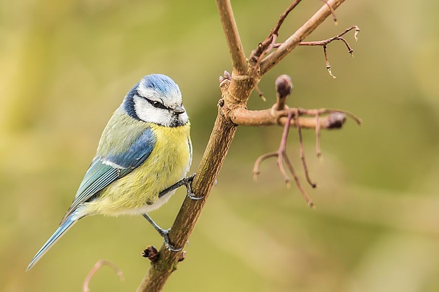 Blaumeise