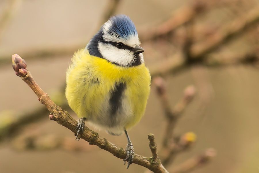 Blaumeise
