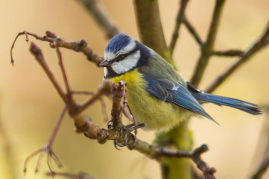Blaumeise