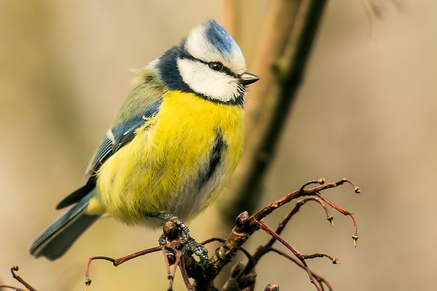 Blaumeise