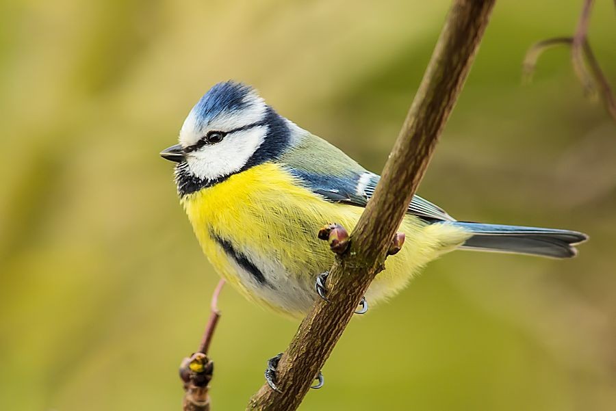 Blaumeise