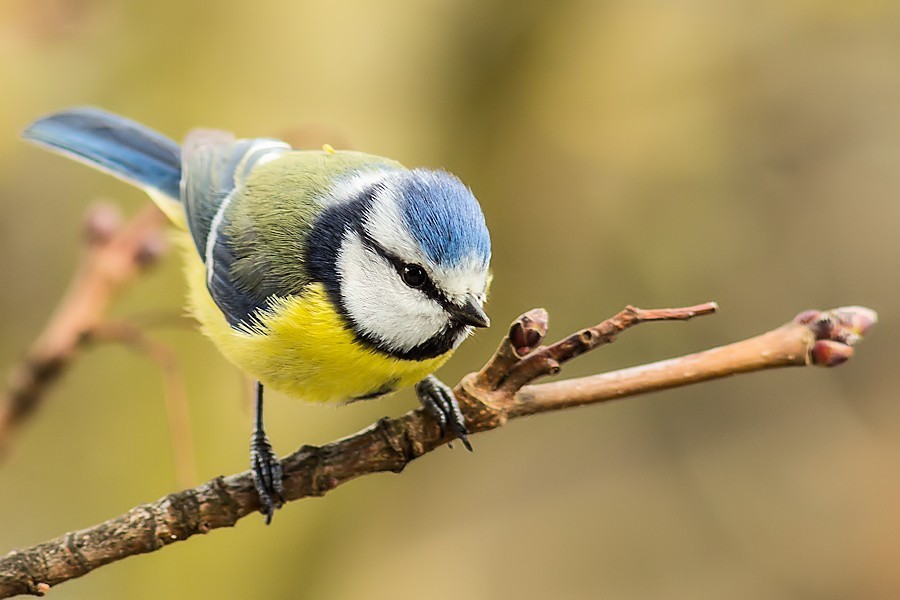 Blaumeise