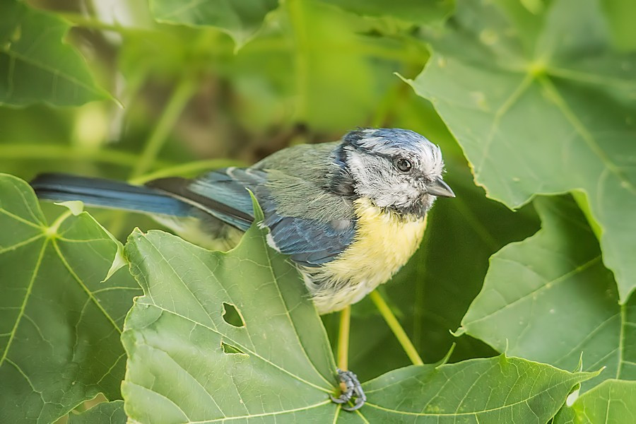 Blaumeise