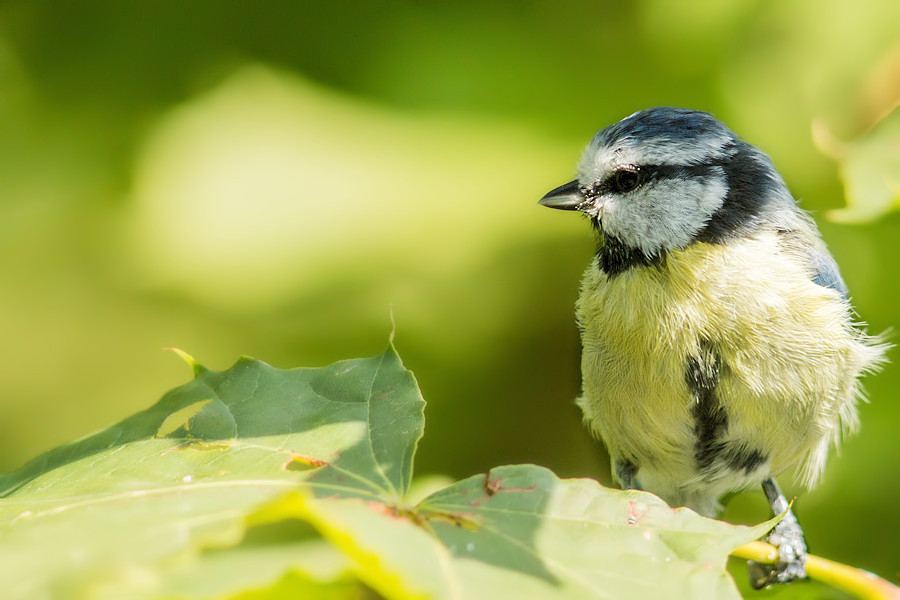 Blaumeise