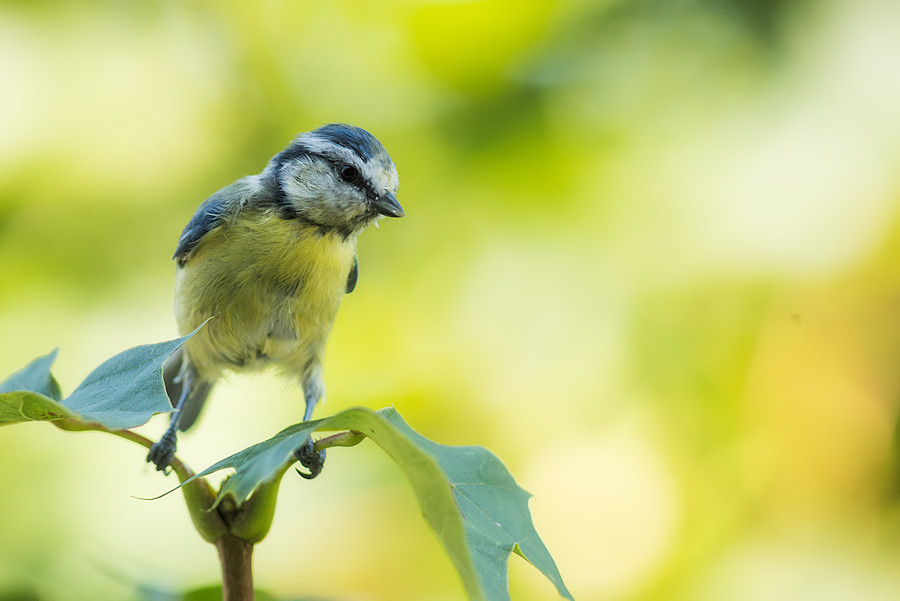 Blaumeise