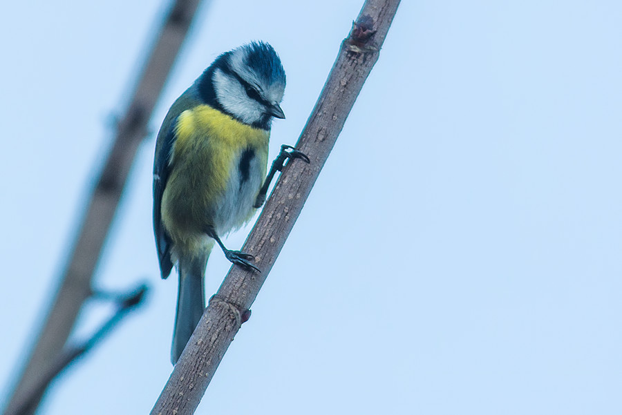Blaumeise