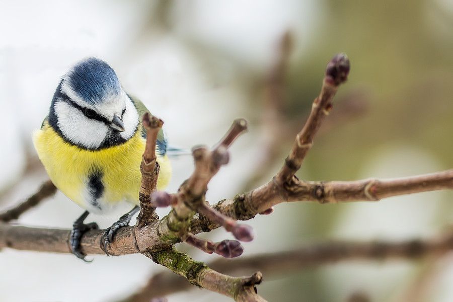 Blaumeise