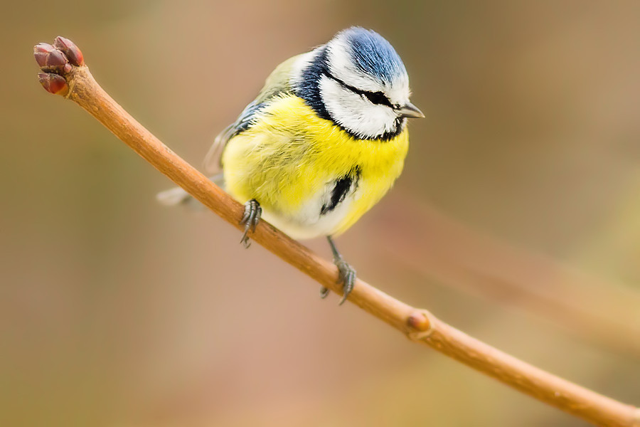 Blaumeise