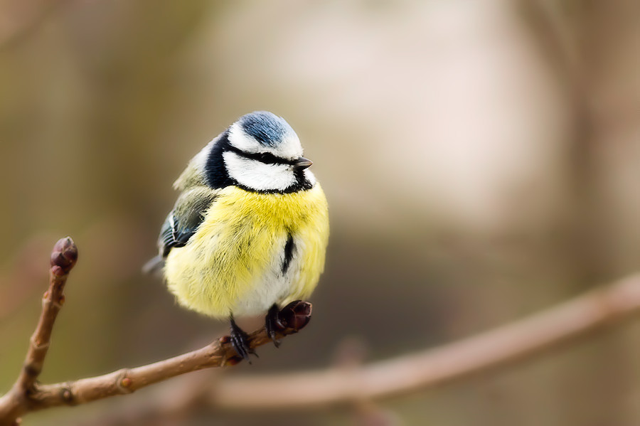 Blaumeise