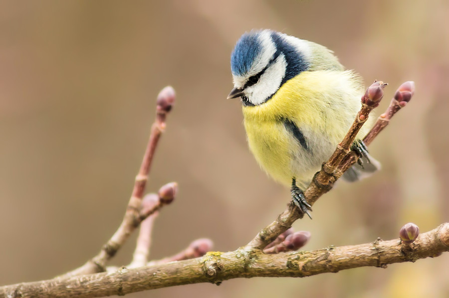 Blaumeise
