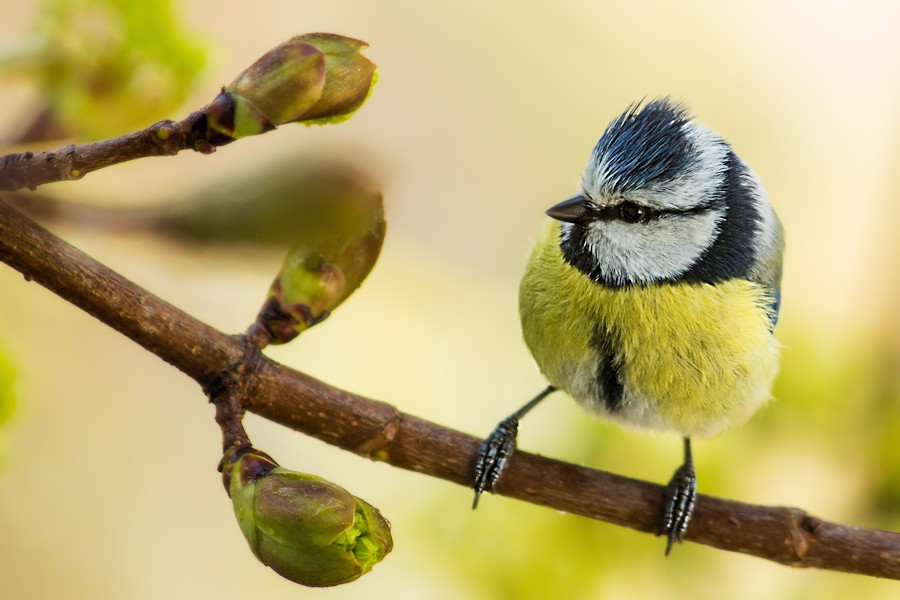 Blaumeise