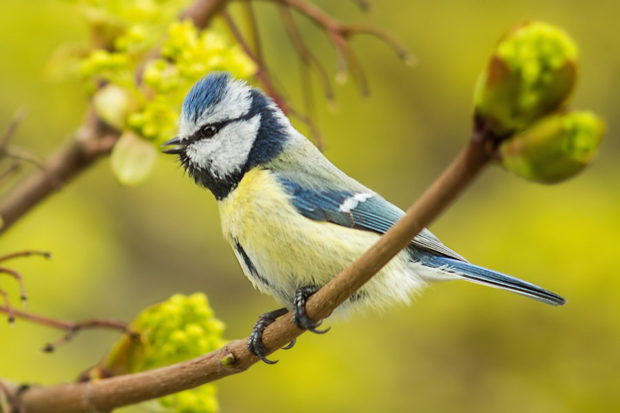 Blaumeise