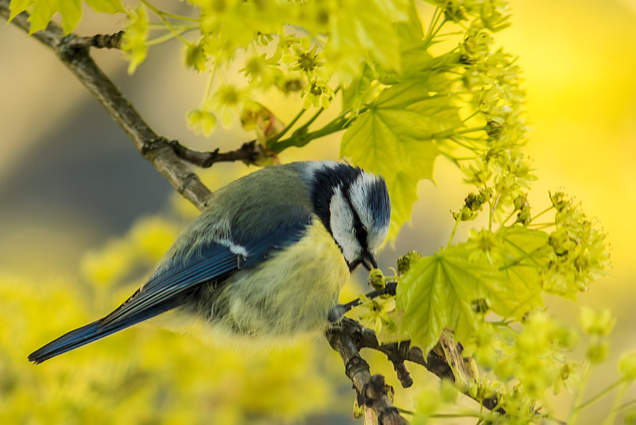 Blaumeise